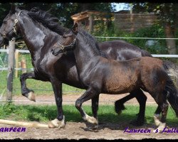 Zuchtstute Laureen's Lullaby (Welsh-Cob (Sek. D), 2013, von Merlin)