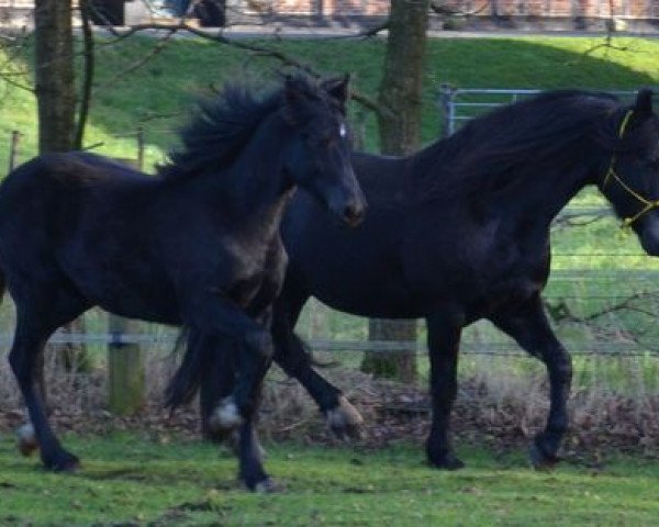 Zuchtstute Lou`s Leilani (Welsh-Cob (Sek. D), 2013, von Merlin)