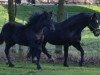 Zuchtstute Lou`s Leilani (Welsh-Cob (Sek. D), 2013, von Merlin)