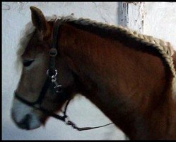 horse Amigo (Haflinger, 2009, from Avalston)