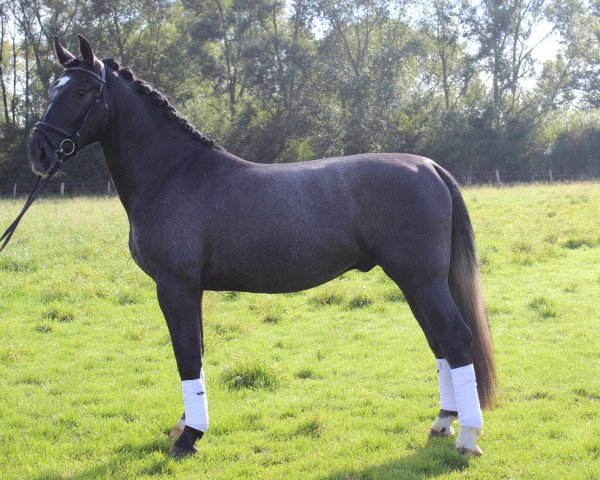 horse Enzo (Heavy Warmblood, 2013)