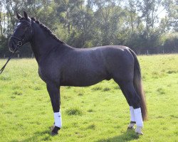 Pferd Enzo (Schweres Warmblut, 2013)