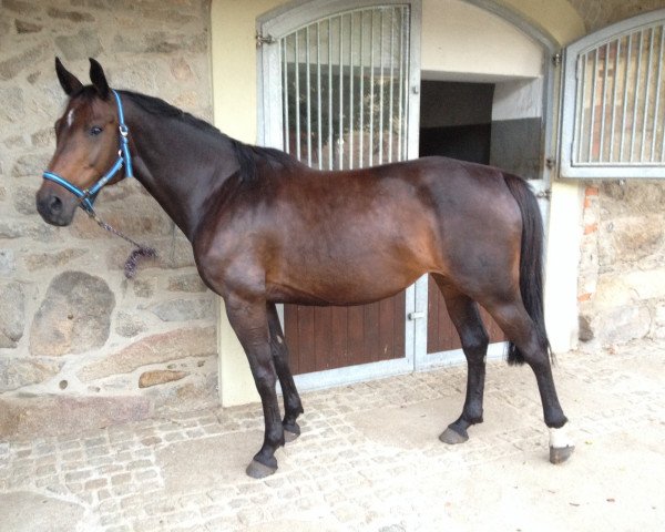 broodmare Wedda (German Sport Horse, 2006, from Pessoa VDL)