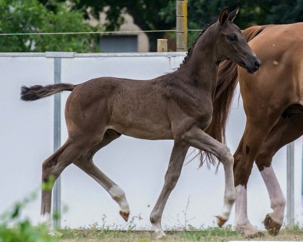 dressage horse Fiyero W (German Sport Horse, 2015, from Fürst Wilhelm)