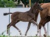 dressage horse Fiyero W (German Sport Horse, 2015, from Fürst Wilhelm)