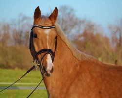 Pferd Mephisto (Deutsches Reitpferd, 2011, von Magic Memphis)