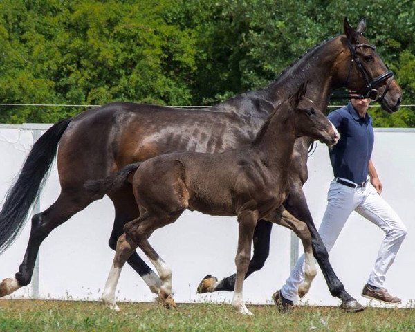 jumper Stakkido Gold (German Sport Horse, 2015, from Stakkato Gold)