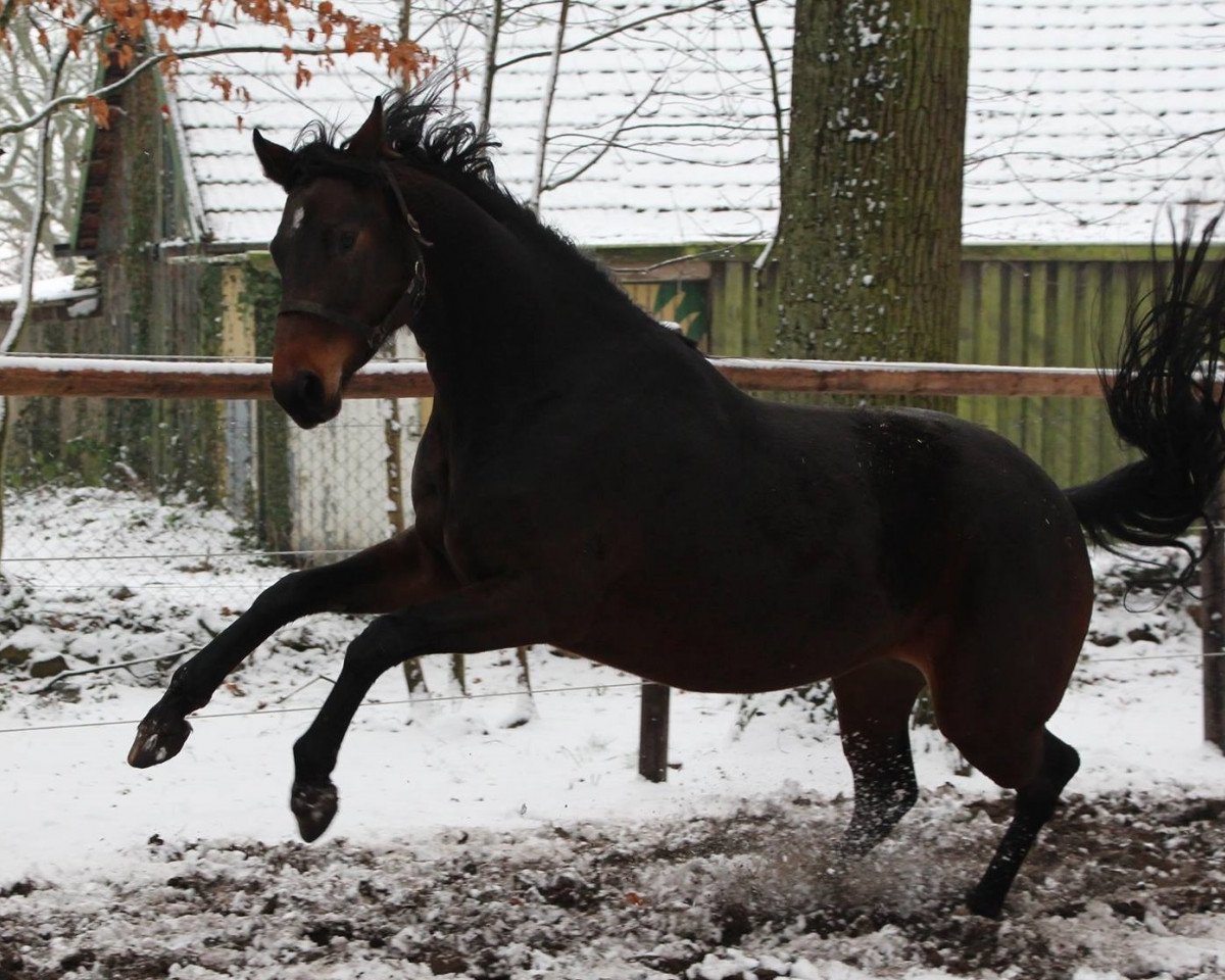 horse Dantana W (Hanoverian, 2011, from Dancier)