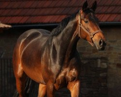 horse Bentana (Hanoverian, 2010, from Brentano II)