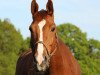 dressage horse Flatteur (Oldenburg, 2005, from Farewell III)