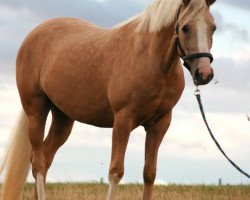 horse Claire (Holländisches riding ponies, 2012, from Klein Roderijs Cocktail)