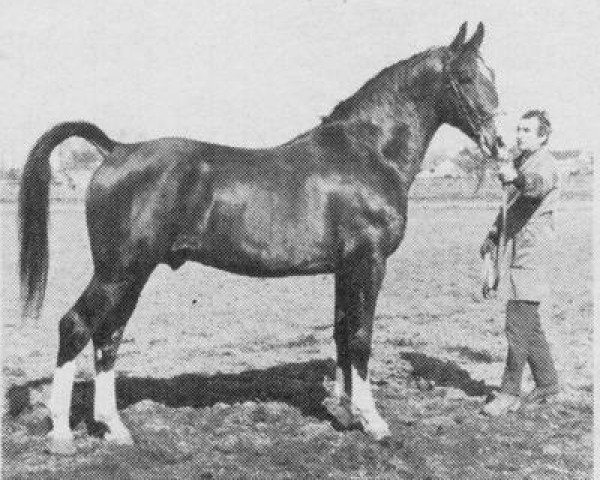 Pferd Oscar (Niederländisches Warmblut, 1973, von Gloriant)