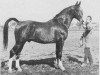 horse Oscar (KWPN (Royal Dutch Sporthorse), 1973, from Gloriant)