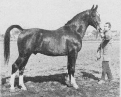 horse Oscar (KWPN (Royal Dutch Sporthorse), 1973, from Gloriant)