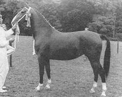 broodmare Larda (KWPN (Royal Dutch Sporthorse), 1970, from Gloriant)