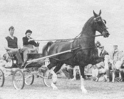 broodmare Uroniem (KWPN (Royal Dutch Sporthorse), 1978, from Indiaan)