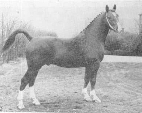 stallion Warner (Gelderland, 1957, from Odin van Wittenstein)