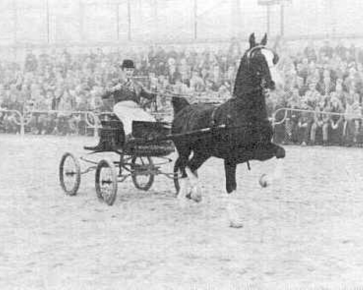 stallion Strawinsky (KWPN (Royal Dutch Sporthorse), 1976, from Indiaan)