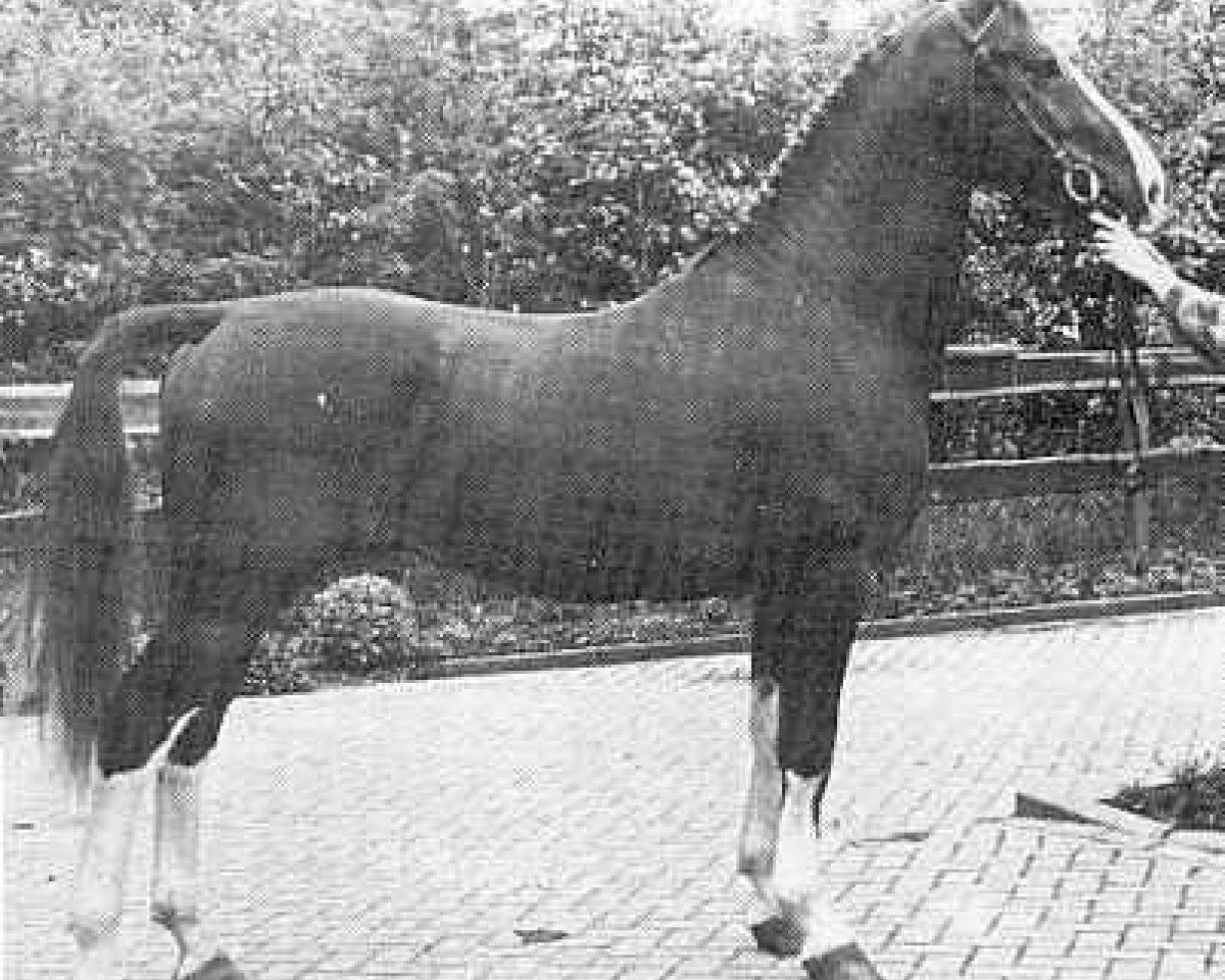 Deckhengst Statuur (KWPN (Niederländisches Warmblut), 1976, von Indiaan)