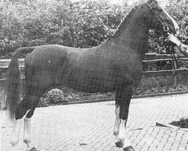 stallion Statuur (KWPN (Royal Dutch Sporthorse), 1976, from Indiaan)