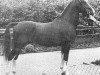 stallion Statuur (KWPN (Royal Dutch Sporthorse), 1976, from Indiaan)