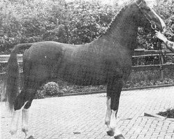 stallion Statuur (KWPN (Royal Dutch Sporthorse), 1976, from Indiaan)