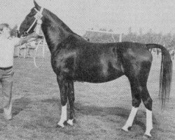 horse Rolanda (KWPN (Royal Dutch Sporthorse), 1975, from Indiaan)