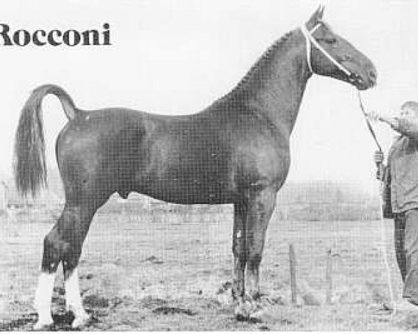 stallion Rocconi (KWPN (Royal Dutch Sporthorse), 1971, from Indiaan)