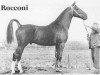 stallion Rocconi (KWPN (Royal Dutch Sporthorse), 1971, from Indiaan)