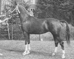 horse Bernadette (KWPN (Royal Dutch Sporthorse), 1983, from Indiaan)