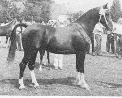 horse Arolina (KWPN (Royal Dutch Sporthorse), 1982, from Indiaan)