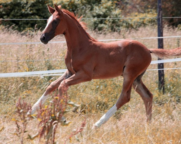 dressage horse First Edition V (Rhinelander, 2021, from First Deal)