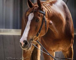 jumper Dandelion 27 (KWPN (Royal Dutch Sporthorse), 2008, from Vaillant)