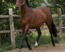 broodmare Hermine v. Oranien (Trakehner, 1999, from Schönglanz)