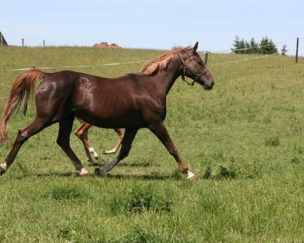 broodmare Dream of Design (Oldenburg, 2004, from Dream of Heidelberg II)