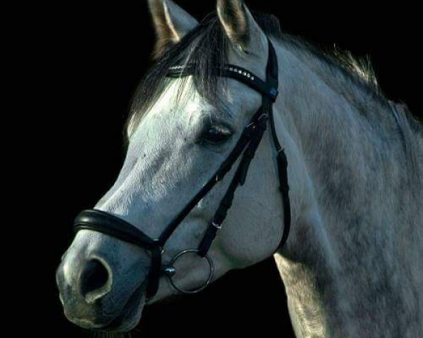 dressage horse Amurath Montreux (Trakehner, 2010, from Iskander)