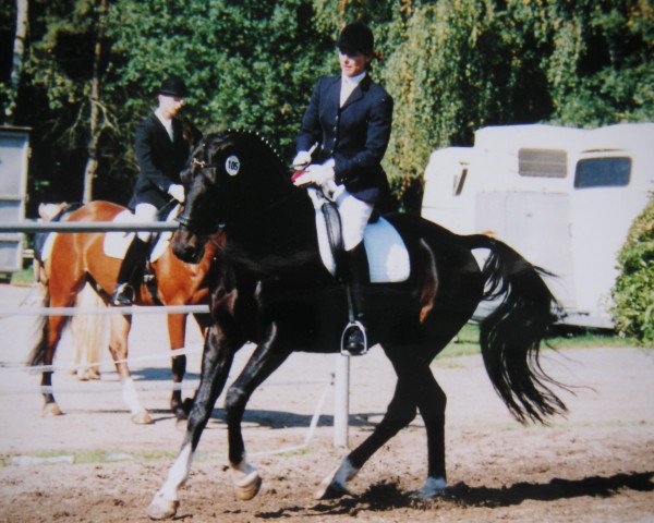 horse Ramazzotti 13 (Bavarian, 1991, from Rehberg)