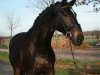 dressage horse Four White Socks 2 (Westphalian, 2009, from Flatley 2)