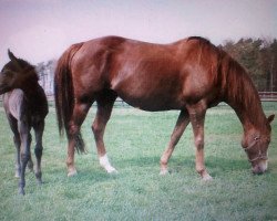 broodmare Ridgiduct xx (Thoroughbred, 1984, from Ahonoora xx)