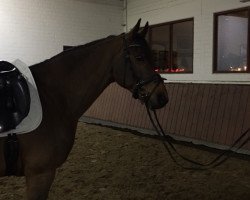 dressage horse Louigano (Westphalian, 2002, from Laomedon)