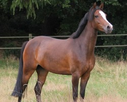 broodmare Donna-Fantasia (German Riding Pony, 2010, from Halifax)