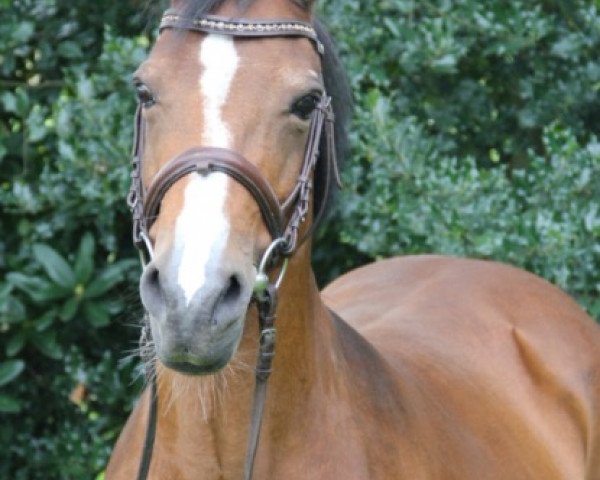 broodmare Donata (German Riding Pony, 1995, from Durello)