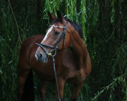 broodmare Piruschka (Hanoverian, 1992, from Prince Orac xx)