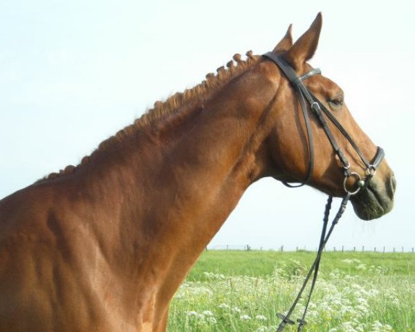 broodmare Baroness (Rhinelander, 1990, from Batum)