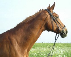 broodmare Baroness (Rhinelander, 1990, from Batum)