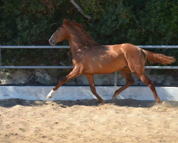 Pferd LEVINTON GS, (Pura Raza Espanola (PRE), 2013)