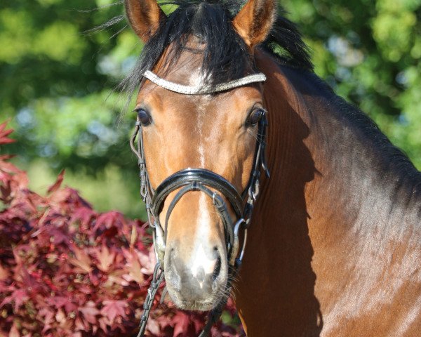 dressage horse Petit Comme Ca Va (German Riding Pony, 2012, from Comme Ci Comme Ca 6)