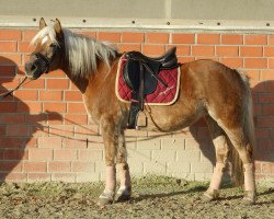 Pferd Angelina (Haflinger, 1998, von Alpin)