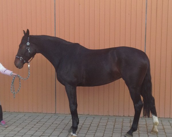 broodmare Carina (German Sport Horse, 2009, from Calypso II)