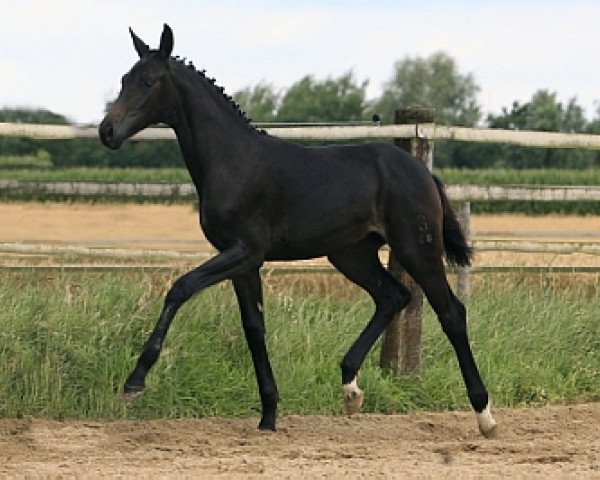 broodmare Finele (Oldenburg, 2009, from Fürst Romancier)